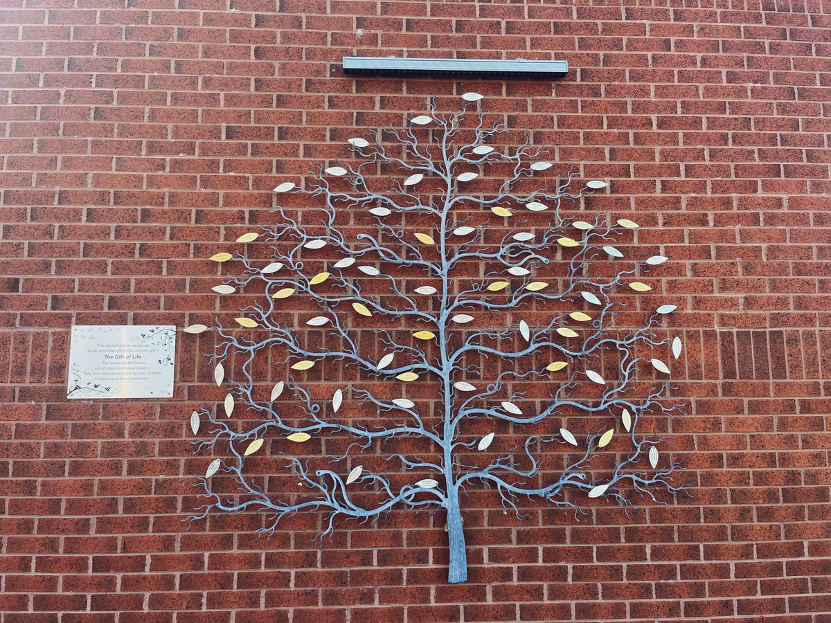 Something rather special from <a href="/virtuallysoph/">Soph</a> The tree of life, it has the names and ages and year of donation of organ donors on the leaves 💚#TreeClub🌳