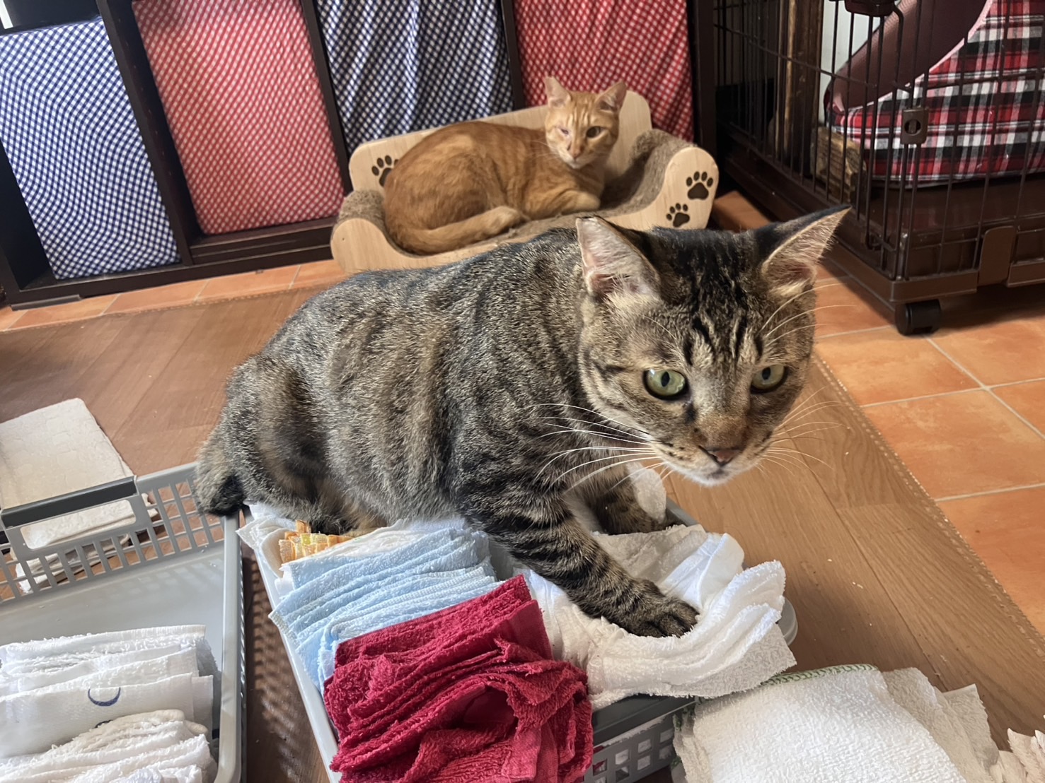 ★cat★保護猫活動支援様 M3334★ 注染浴衣 ★ 裄長ゆったり　吉原繋ぎ 楽天市場】【楽天1位】猫用術後服 介護服 ふんわり生地 ネコ