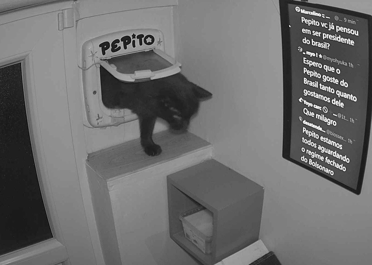 PepitoTheCat's tweet photo. Pépito is back home (21:37:21) https://t.co/CYH07Ym8hX