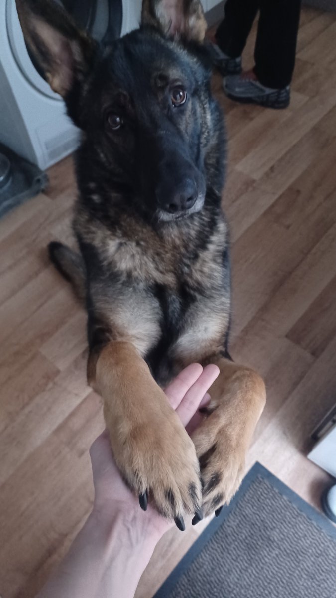 millypod1's tweet photo. π4 AUG 2025 #Lost Chief #ScanMe
German Shepherd Dog Male
#Conwy area #NorthWales #Wales #LL32
Chief was rehomed in conwy due to aggression but on the 4th August. Had a message to say he'd escaped his enclosure somewhere in Conwy exact location unknown
https://t.co/zgkO6KKqPs https://t.co/3X7BkBSrbb