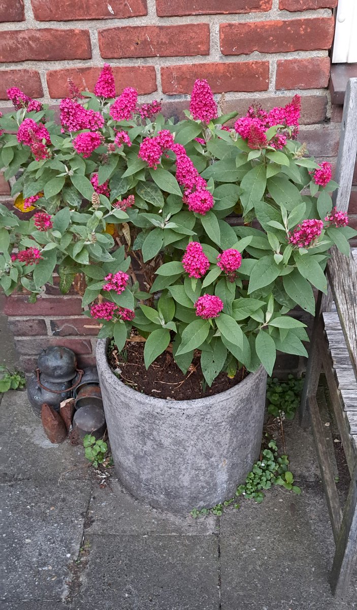 JiscaDijk's tweet photo. #KleineTuin #Buddleia #vlinderstruik #topper butterfly Candy ´Little Ruby´
In juni '23 gekocht vanwege de opvallende kleur. 🥰
In '24 was het te warm, te droog en deed ie nauwelijks wat.
Nu in '25 nadat ik hem goed gesnoeid en veel water heb gedaan ziet ie er zo uit 🥰 https://t.co/qL2ehgkEsu