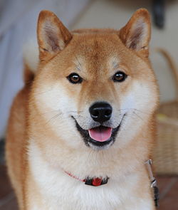 Taiki Inu - The Face of Shib (CTO) (@taikiinucto) on Twitter photo Before DOGE. Before SHIB. There was TAIKI.
This is the ICONIC pic of $Taiki taken by <a href="/rvasarri/">Roberto Vasarri</a> in 2008.
Given to the world by its author as public domain, this pic started the doge movement around the world.
Give credit to the true OG. Before DOGE. Before SHIB. There was TAIKI.
This is the ICONIC pic of $Taiki taken by <a href="/rvasarri/">Roberto Vasarri</a> in 2008.
Given to the world by its author as public domain, this pic started the doge movement around the world.
Give credit to the true OG.