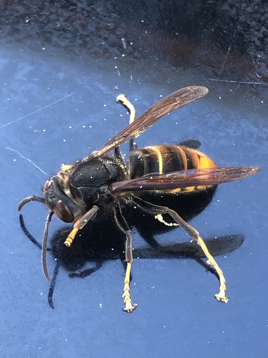 julian russell tweet media