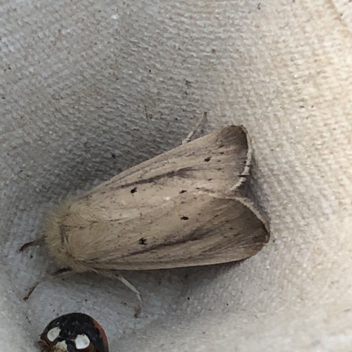 julian russell tweet media