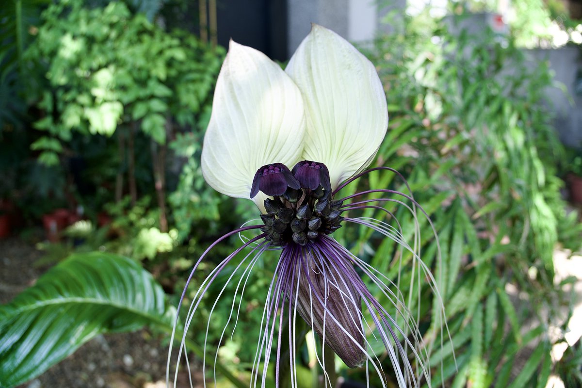 AngeloLiao2's tweet photo. White bat flower
#Tacca_integrifolia https://t.co/PcdBKmoNVa