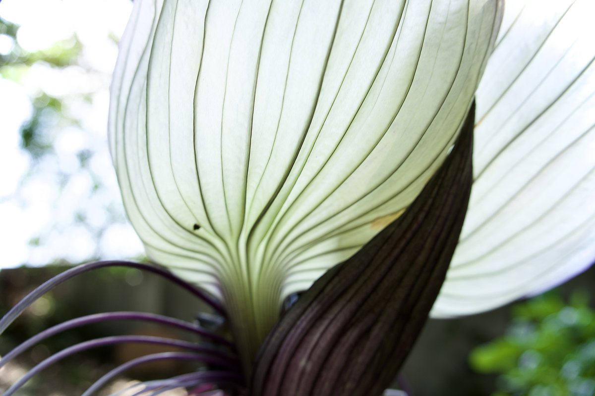AngeloLiao2's tweet photo. White bat flower
#Tacca_integrifolia https://t.co/PcdBKmoNVa
