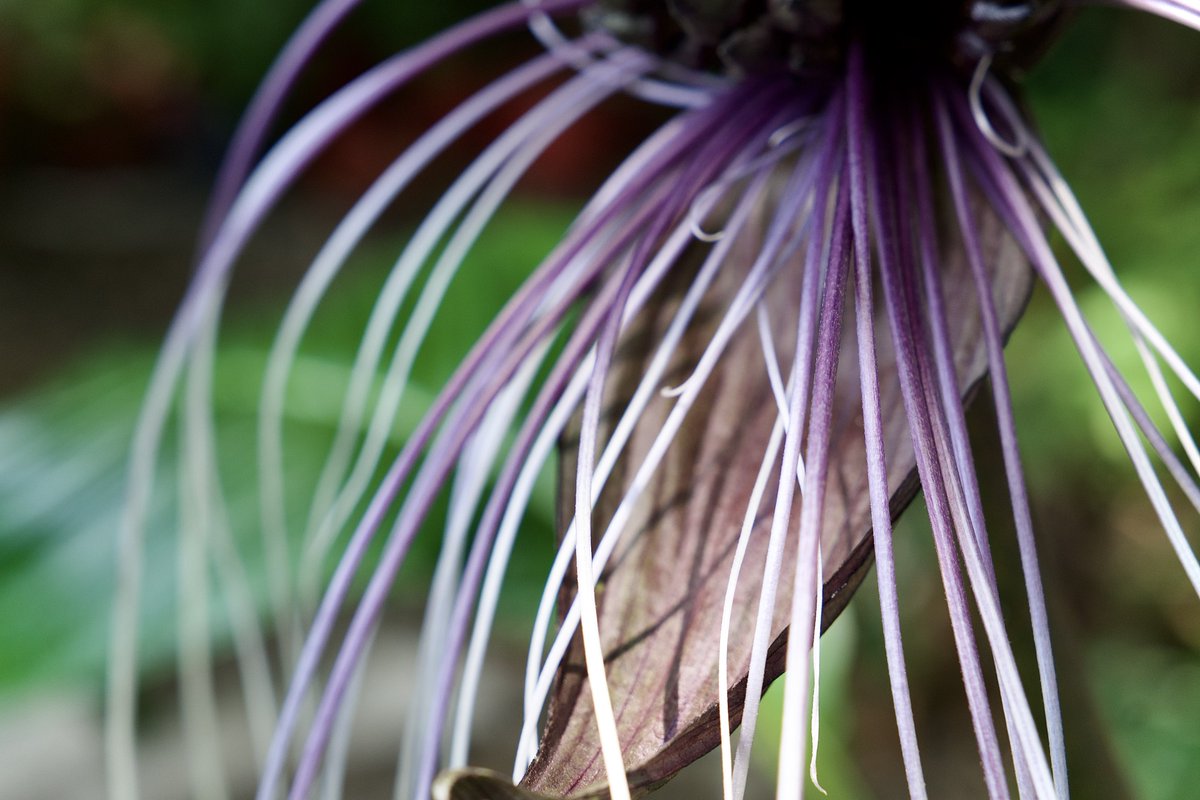 AngeloLiao2's tweet photo. White bat flower
#Tacca_integrifolia https://t.co/PcdBKmoNVa