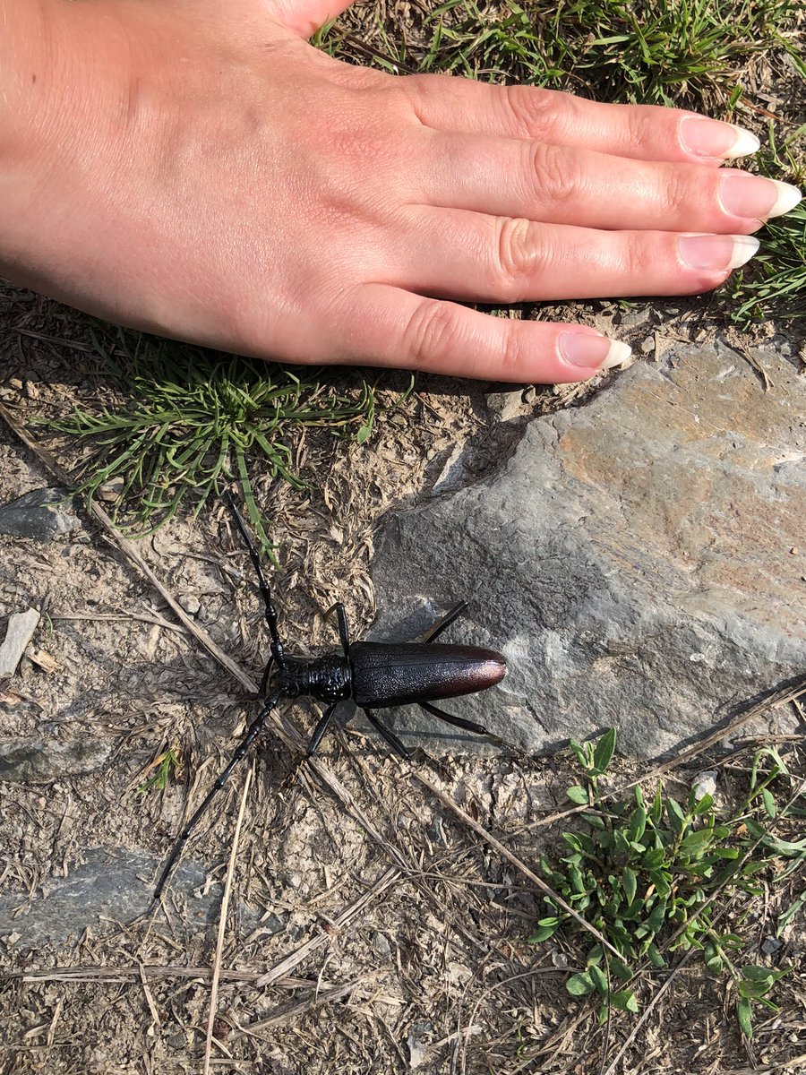 julian russell tweet media