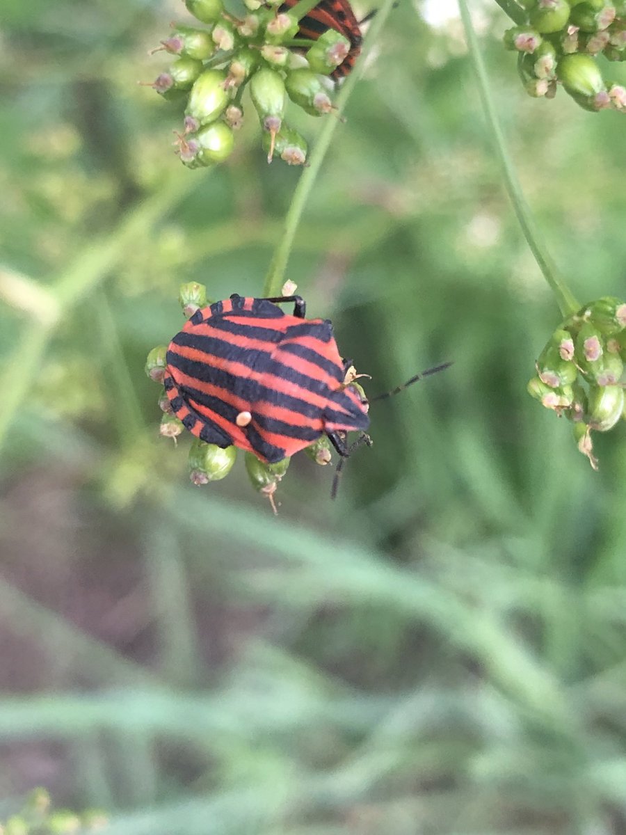 julian russell tweet media