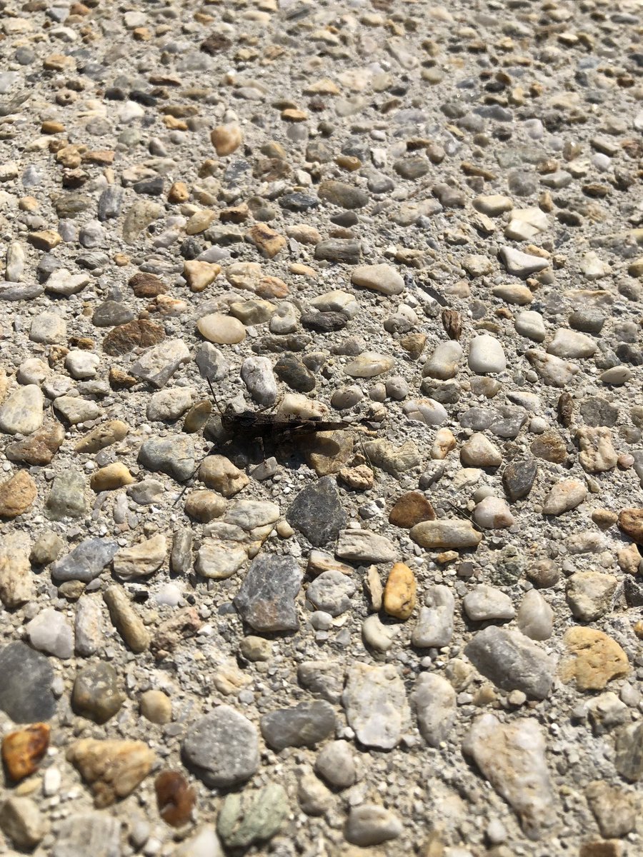 julian russell tweet media