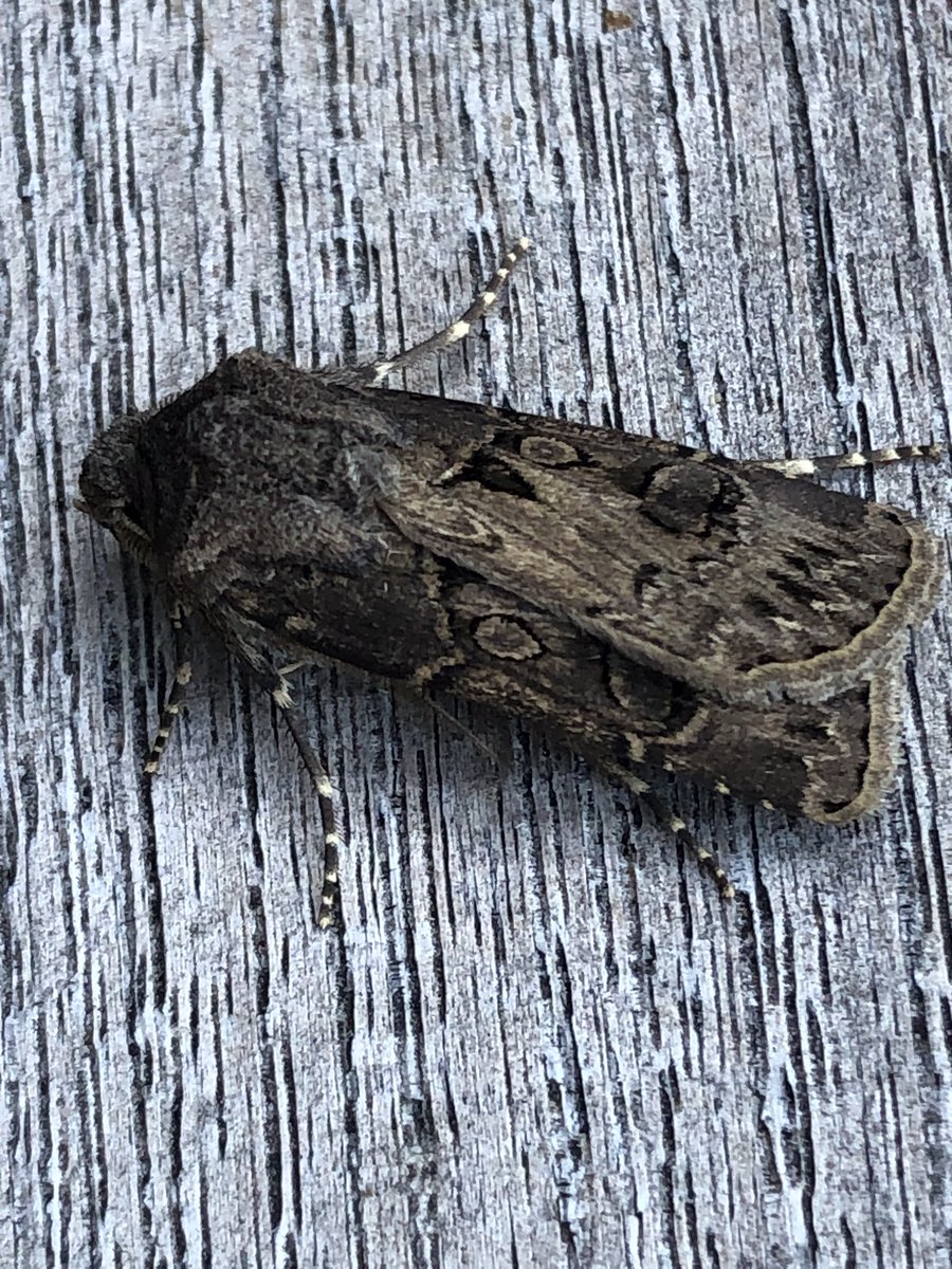 julian russell tweet media