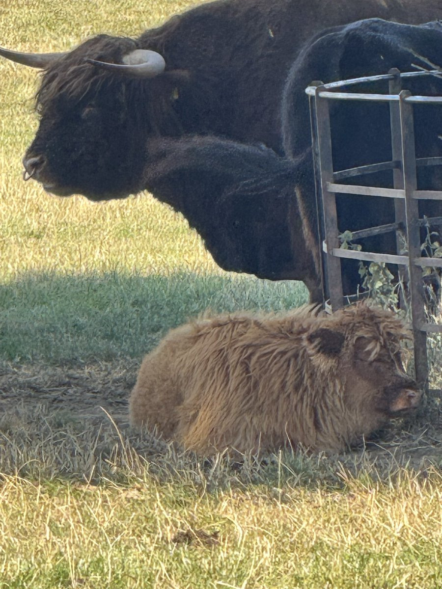 Saw this for #TreeClub and then zoomed in and saw a cow in the shade, zoomed agin and saw her calf 😍😍