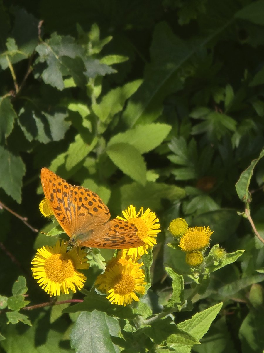 chrisambrose22's tweet photo. This was a big surprise on our @AinsdaleNNR butterfly transect last Friday, 1st August. Lovely male Silver-washed Fritillary gliding amongst the tall Hemp Agrimony and Fleabane along a track in the coastal woodland section @BC_Lancs @savebutterflies https://t.co/ONM68juncf