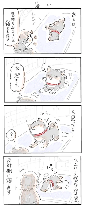 #4コマ漫画 #柴犬
暑い(再掲) 