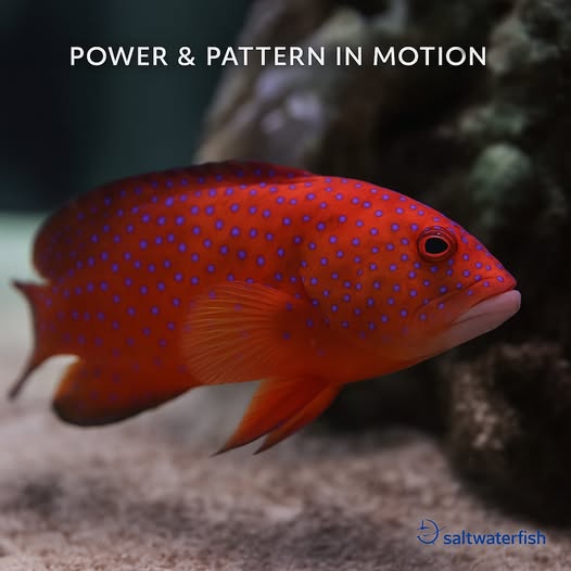 Bold red. Dazzling blue spots. The Miniatus Grouper isn’t just a fish—it’s the crown jewel of any large marine tank. 📷📷
📷 Learn more: saltwaterfish.com/product-miniat…
#MiniatusGrouper #CoralHind #ReefTank #SaltwaterFish #MarineAquarium #ReefLife #OceanBeauty #FishOfInstagram