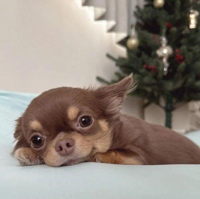 Best in Dogs tweet media