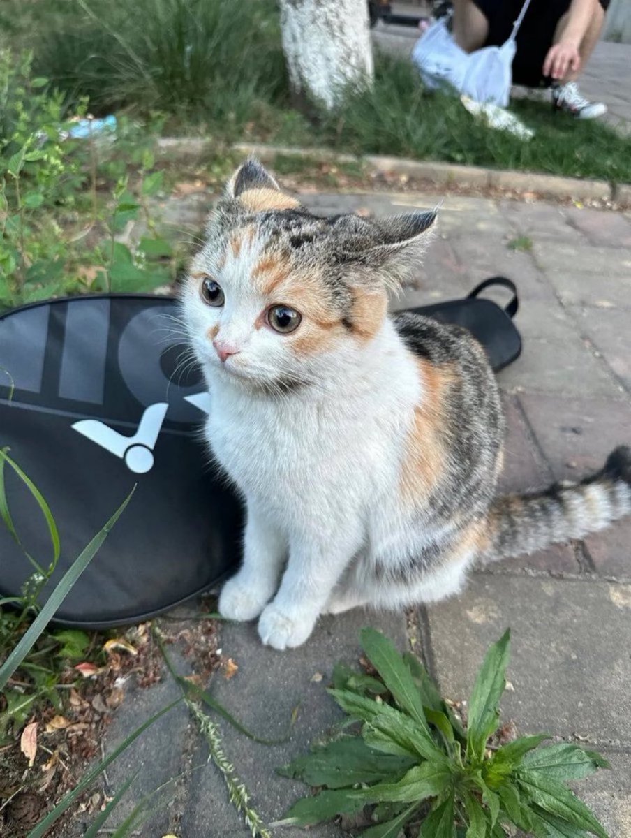 Cats for Happiness. tweet media