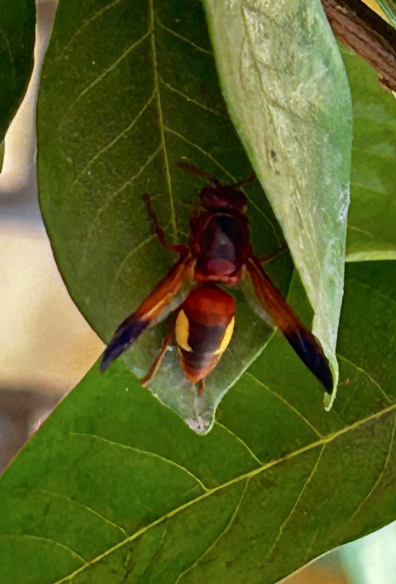 Bitxojota XV tweet media