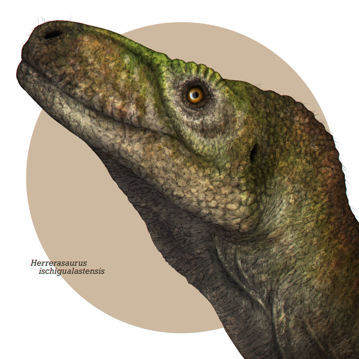 Trying out a new texturing method with this Herrerasaurus! I've been wanting to figure out how to make my animals' scales feel a bit *crunchier*