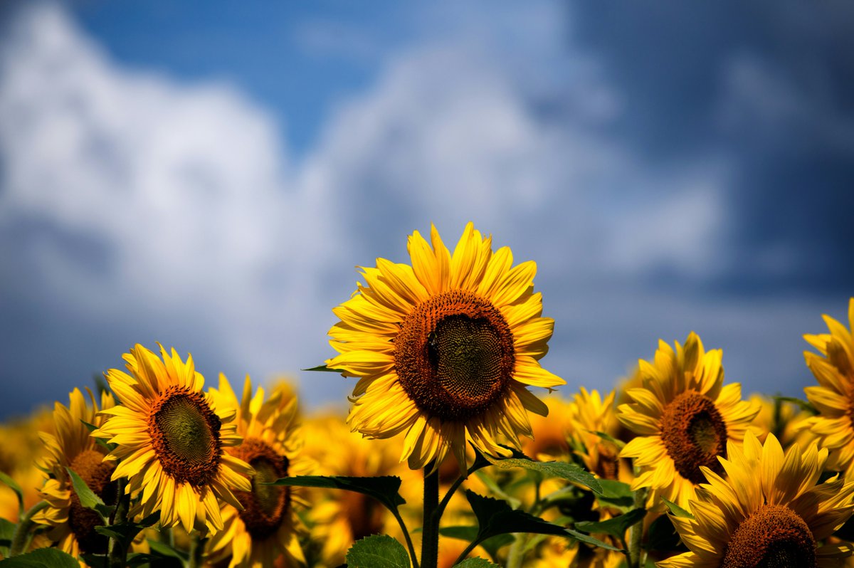 Termos2k's tweet image. Let today be gentle, it&apos;s a beautiful Sunday.