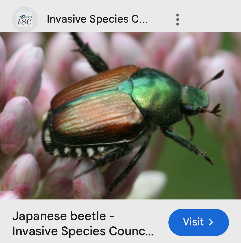 LydiaAsleep's tweet photo. If you want to stop drought, heat, fire & the left banning things
Go outside & electrocute the invasive Japanese beetles 🪲 #BugZapper https://t.co/8tQKTxap6w