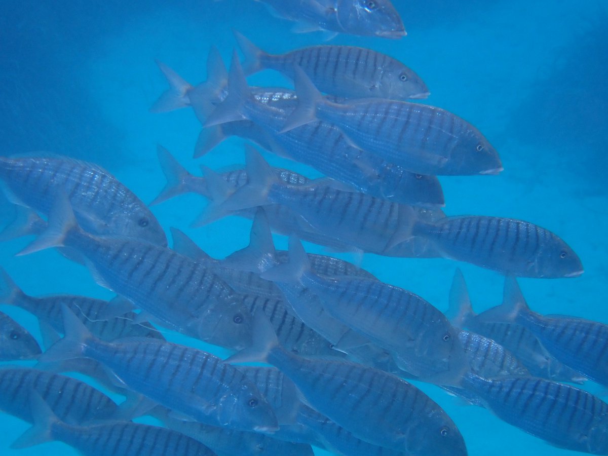adria_compte's tweet photo. 🐟 El #mabre, petit però fascinant, amb les seves ratlles i habilitat per adaptar-se a mars i estuaris.
Lithognathus mormyrus és un expert del fons arenós, amb un nas sensible que li permet trobar menjar amagant-se sota la sorra. Una espècie clau per a l’equilibri costaner. 🌊✨ https://t.co/MGs0Ymj1a3