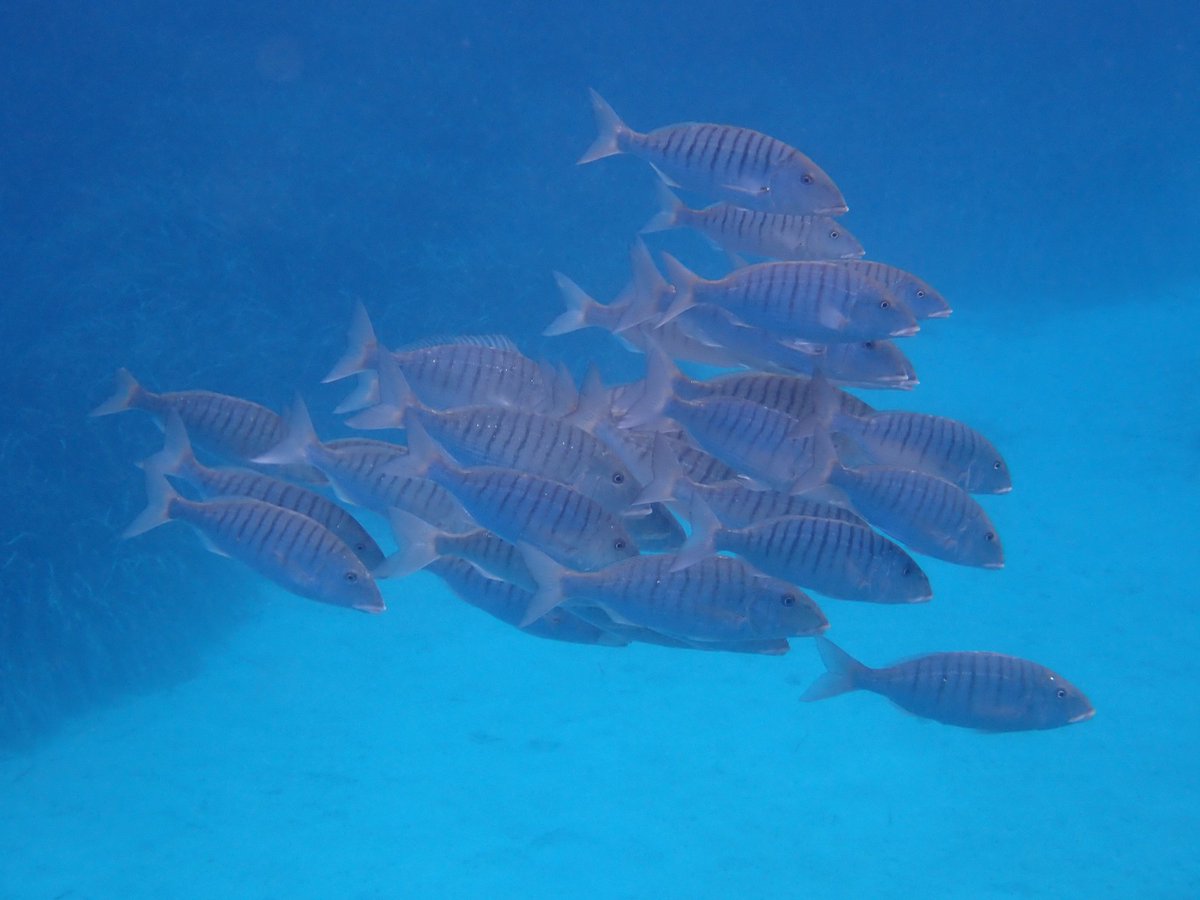 adria_compte's tweet photo. 🐟 El #mabre, petit però fascinant, amb les seves ratlles i habilitat per adaptar-se a mars i estuaris.
Lithognathus mormyrus és un expert del fons arenós, amb un nas sensible que li permet trobar menjar amagant-se sota la sorra. Una espècie clau per a l’equilibri costaner. 🌊✨ https://t.co/MGs0Ymj1a3