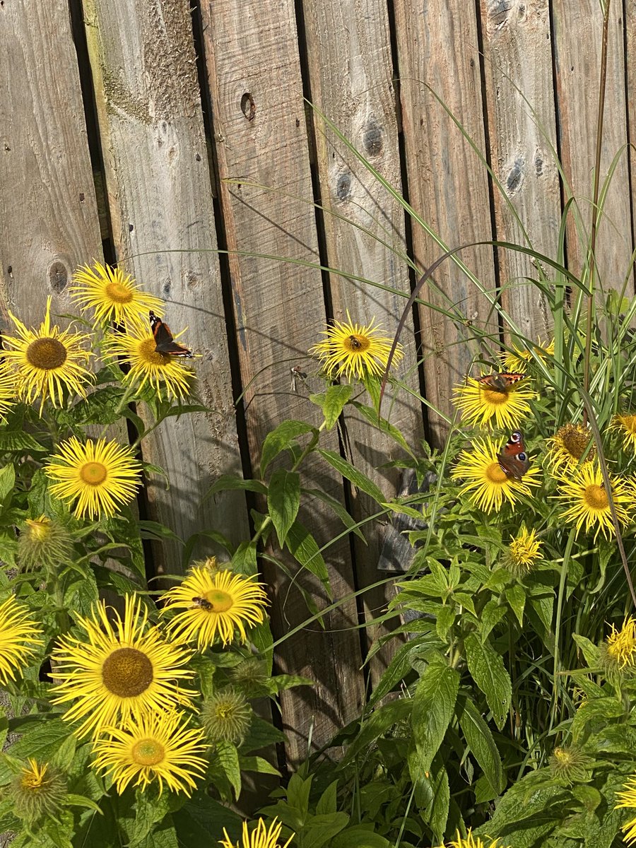 4 peacock and red admiral butterflies on the Inula this morning, last year hardly saw any so really pleased to see them.