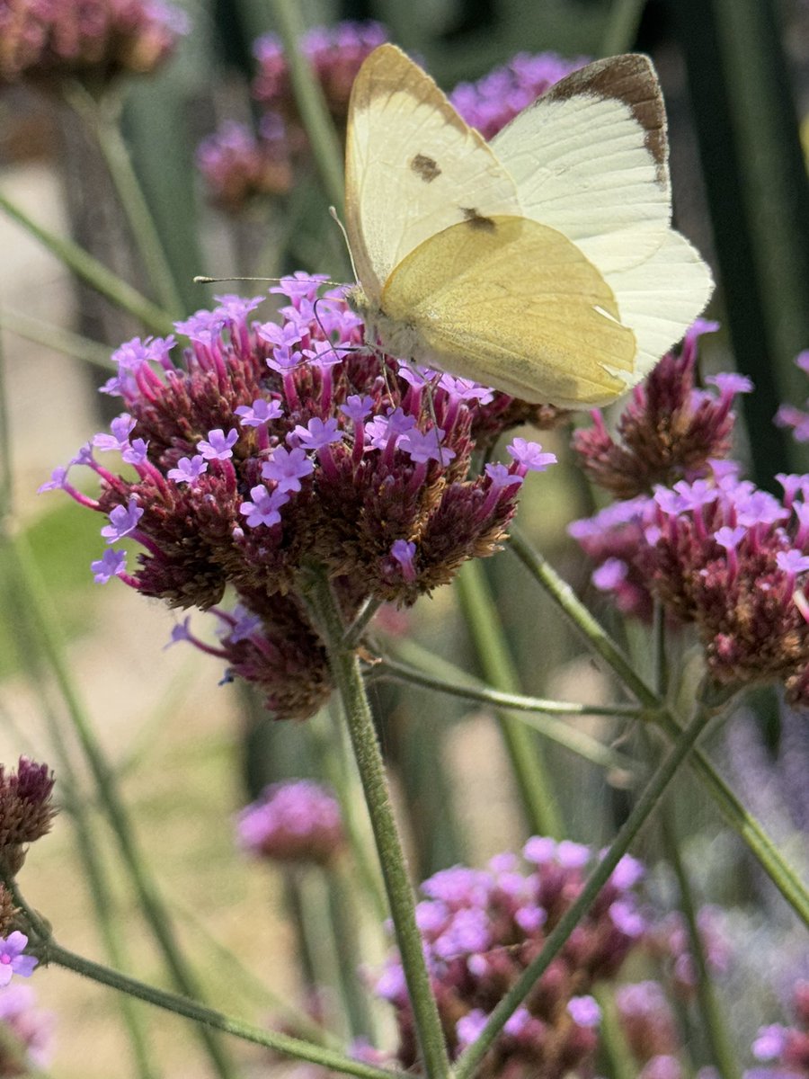 tjd19's tweet image. A day of weeding and counting butterflies, a Jersey Tiger, a Gatekeeper sharing an Eryngium with a bee, a bee photobombing my lunchtime view pic 🐝😂, a Comma and a Red Admiral...what a lovely, luck day #plot24 🦋🐝
