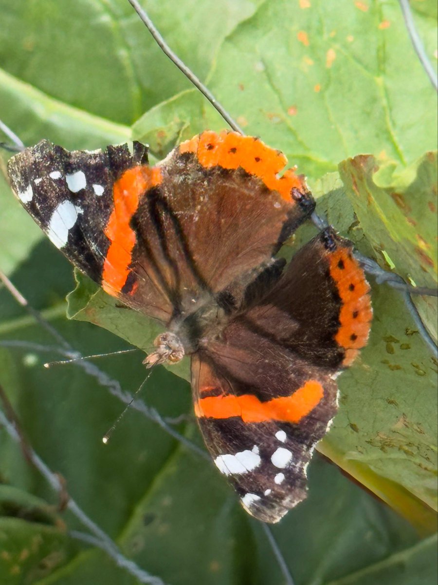 tjd19's tweet image. A day of weeding and counting butterflies, a Jersey Tiger, a Gatekeeper sharing an Eryngium with a bee, a bee photobombing my lunchtime view pic 🐝😂, a Comma and a Red Admiral...what a lovely, luck day #plot24 🦋🐝