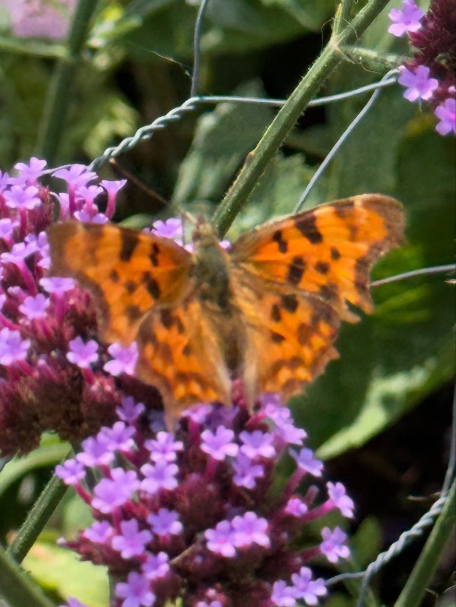 tjd19's tweet image. A day of weeding and counting butterflies, a Jersey Tiger, a Gatekeeper sharing an Eryngium with a bee, a bee photobombing my lunchtime view pic 🐝😂, a Comma and a Red Admiral...what a lovely, luck day #plot24 🦋🐝