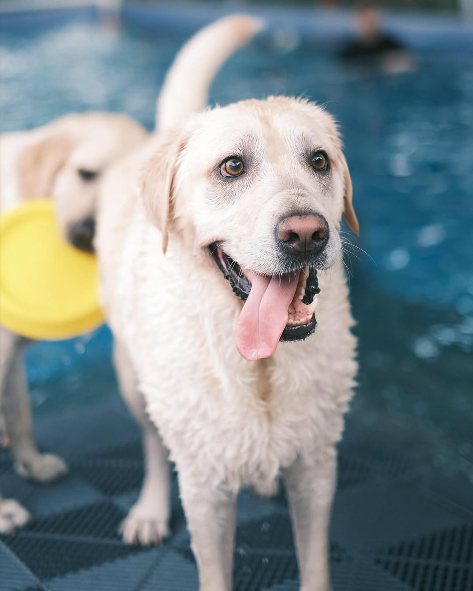 This smiling Labrador seems to be enjoying a wonderful time in the water! 🏖️🐕
