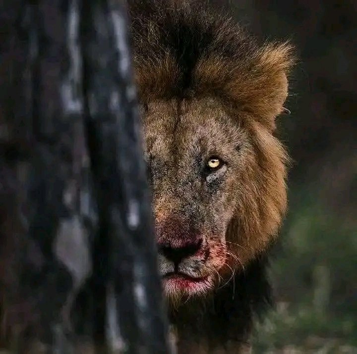 Azeezz10's tweet photo. Happy LIONS DAY https://t.co/bnxlIJpHOA