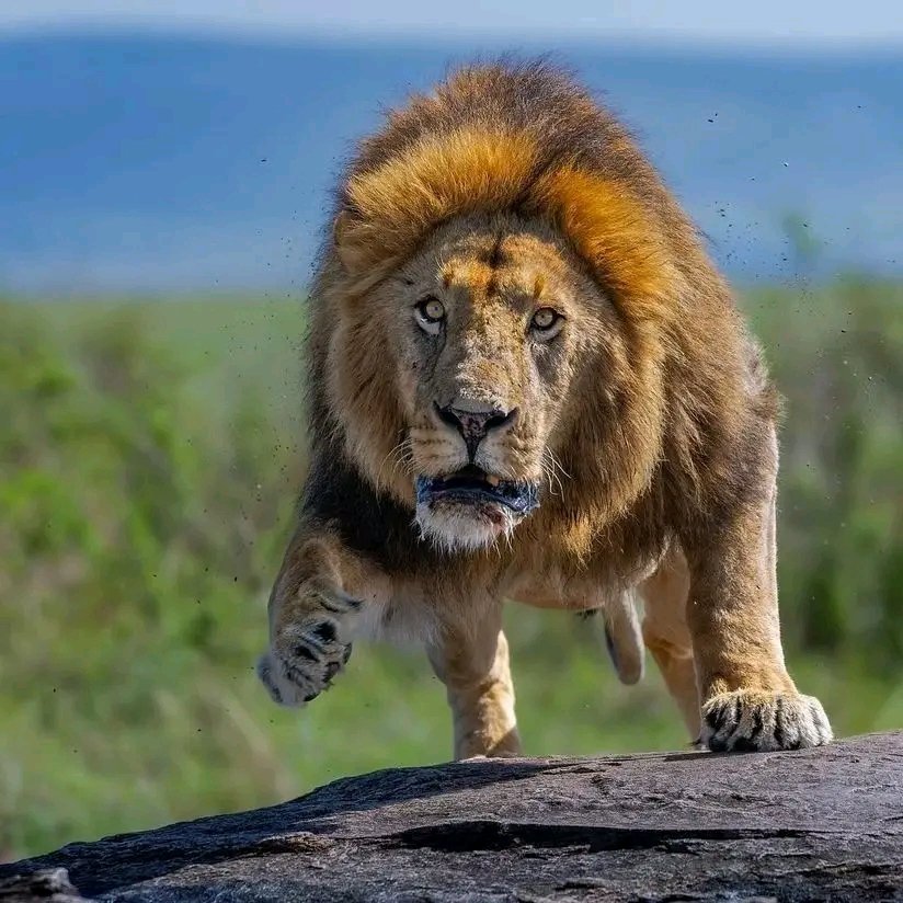 Azeezz10's tweet photo. Happy LIONS DAY https://t.co/yGKkzZ66tT
