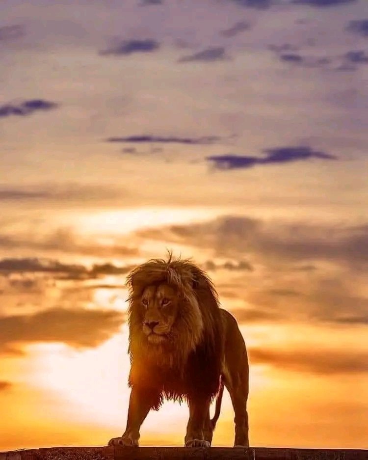 Azeezz10's tweet photo. Happy LIONS DAY https://t.co/yGKkzZ66tT
