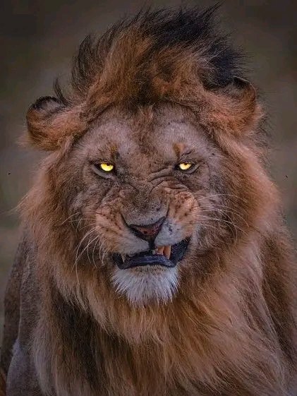 Azeezz10's tweet photo. Happy LIONS DAY https://t.co/yGKkzZ66tT