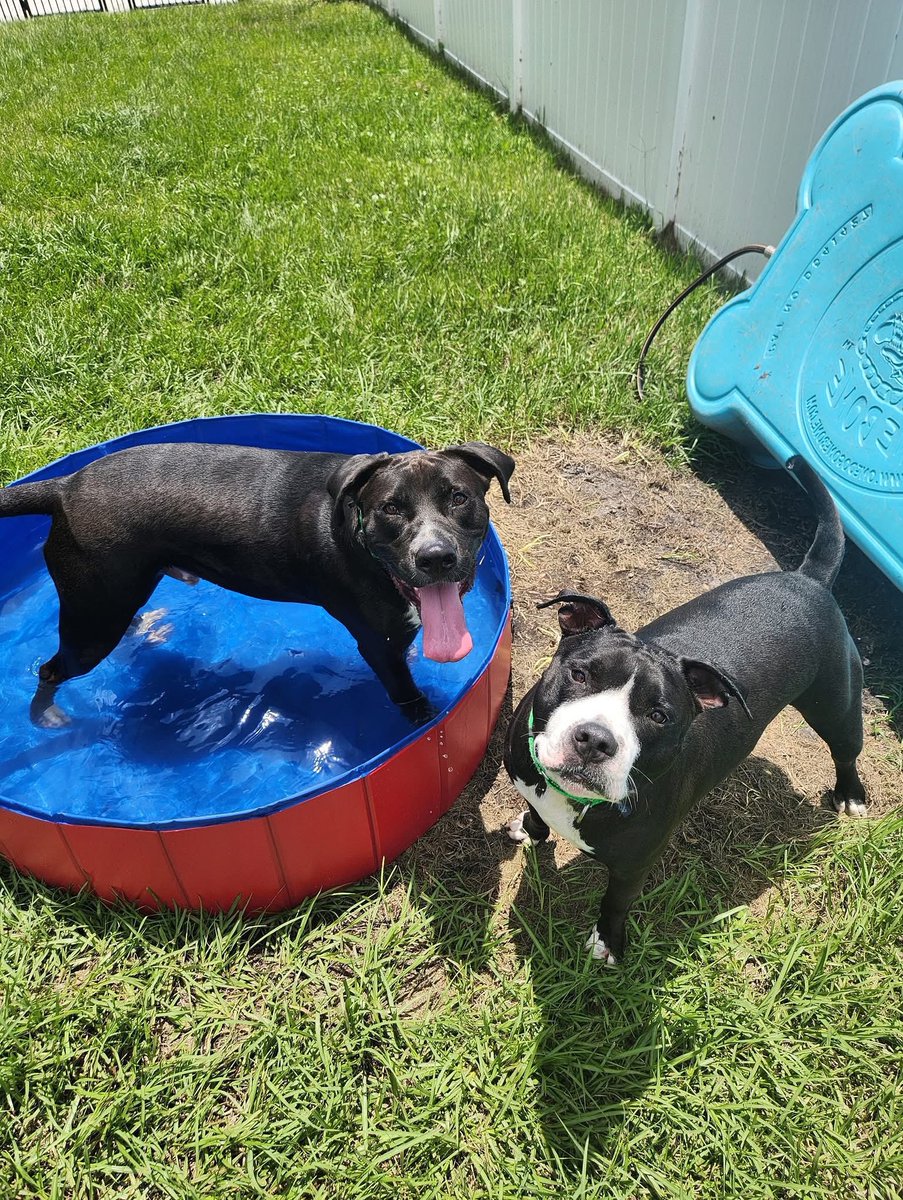 Humane Society of Pinellas tweet media