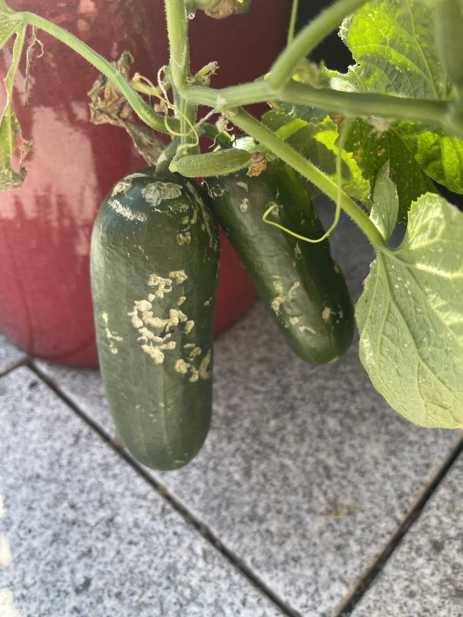 Protonaandy's tweet image. Cucumbers in the home garden 
#cucumber #garden