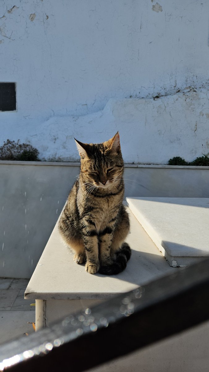 CaptainZtravels's tweet image. The Cats of Athens, Greece. The Greeks love their cats. I took these pictures on Mount Lycabettus. It's an awesome place to see the city of Athens from above!  #awesomeplace #cats #greeks #athensgreece #lovecats #lovecat #cityofathens #city #europe #bestcat #picture #mount #place