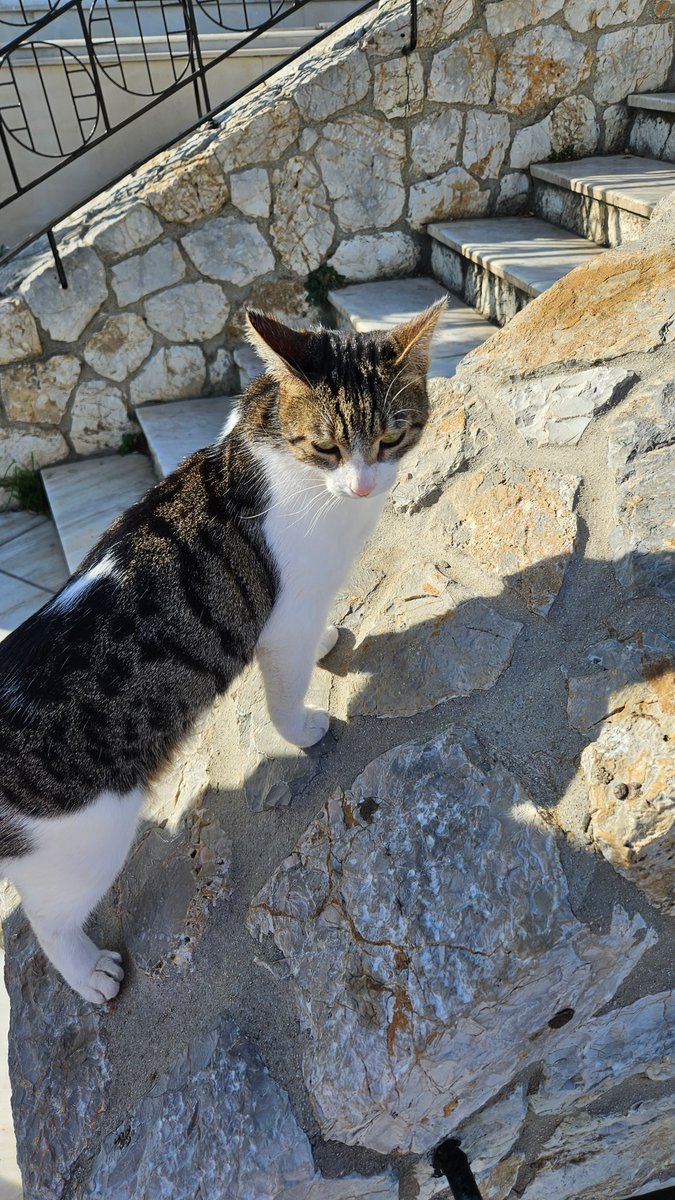 CaptainZtravels's tweet image. The Cats of Athens, Greece. The Greeks love their cats. I took these pictures on Mount Lycabettus. It's an awesome place to see the city of Athens from above!  #awesomeplace #cats #greeks #athensgreece #lovecats #lovecat #cityofathens #city #europe #bestcat #picture #mount #place