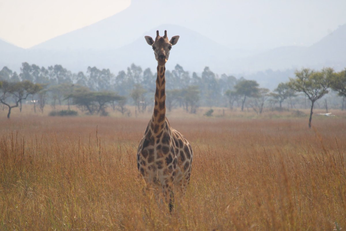 KWSKenya's tweet photo. We are gearing up for the Roan Marathon at Ruma National Park.

This evening, it's all about the culture, the rhythm, and the wild — vibrant dancers, thrilling game drives, and camping under the stars. 
Ready, set... let the adventure begin! 

#TwendeRumaPark #TunzaMaliYako #RunWithTheRoan