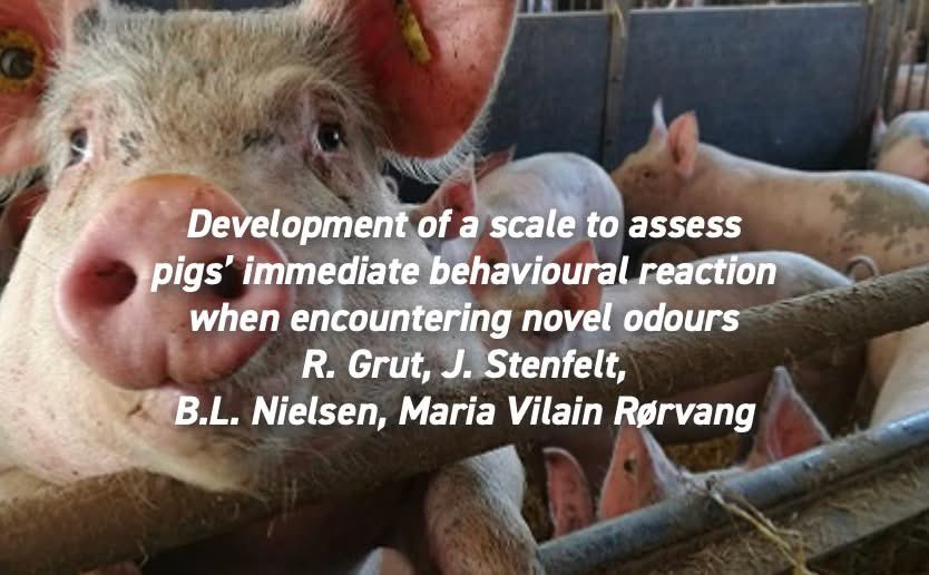 appliedethology's tweet photo. #NewResearchAlert
"Development of a scale to assess pigs’ immediate behavioural reaction when encountering novel odours" by Grut et al.
Get the full paper here: https://t.co/QasKMdnnh3
#pigbehaviour #pigolfaction #behaviourtest. https://t.co/SQMLa5kOzC
