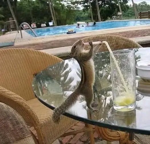 Squirrel Lover World tweet media