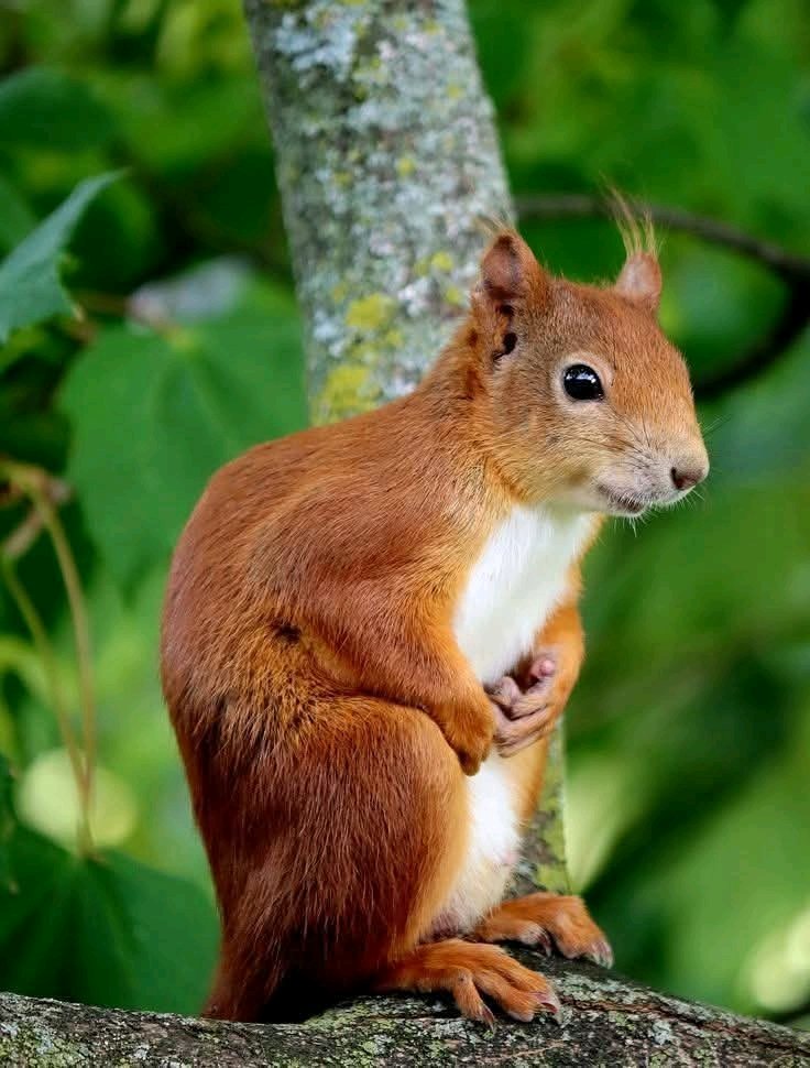 Squirrel Lover World tweet media