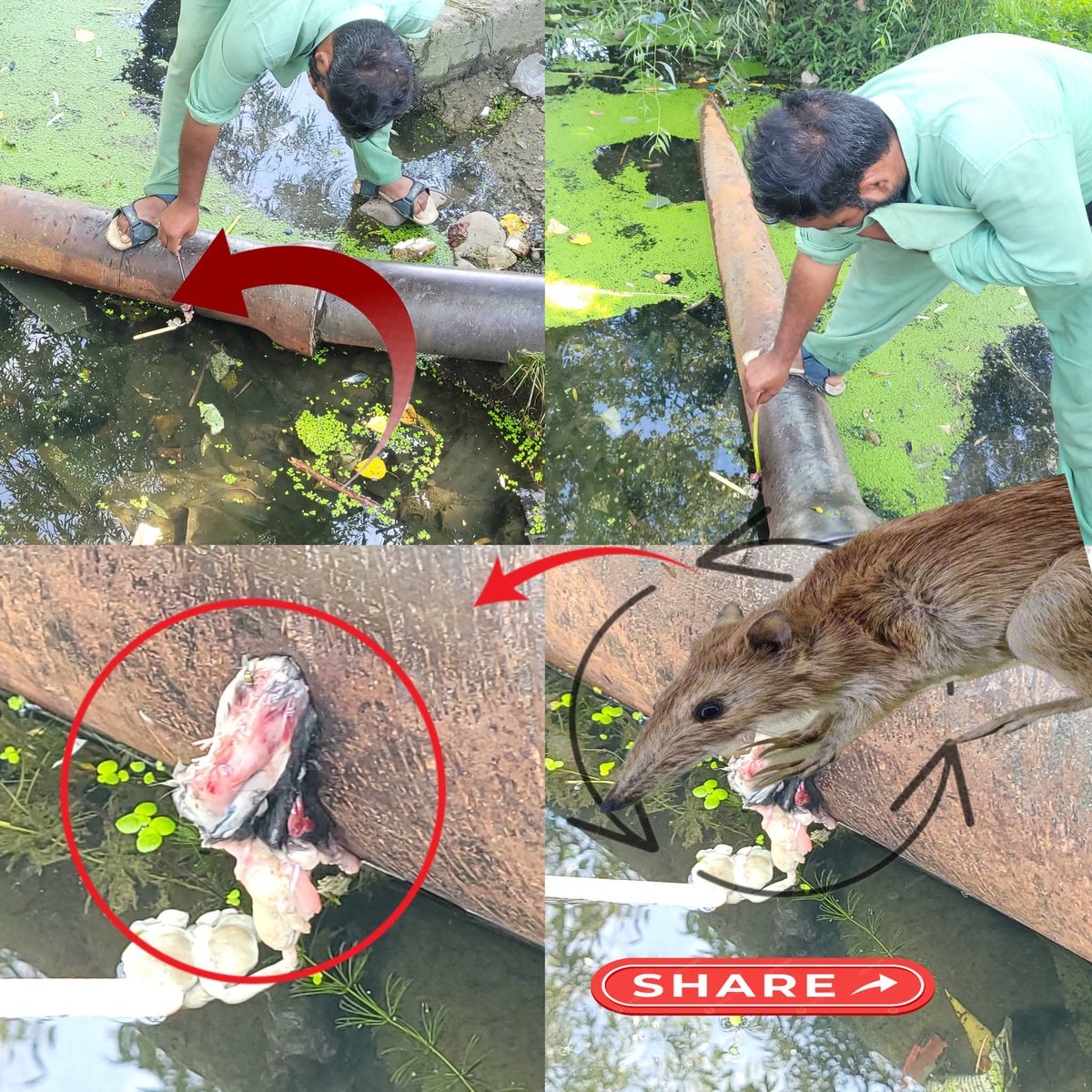 BhatDanish98's tweet photo. Decomposed #Rat Found in #Guloora #Langate Water Supply: #Health Crisis Looms The Jal Shakti Department Handwara is once again under fire. In a shocking repeat of negligence
@JKNC_
@JavedRanaa
@dckupwara 
@JalShaktiPHEkmr 
@JalShaktiAbhiyn https://t.co/etTaBTR3v5