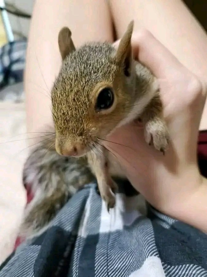 Squirrel Lover World tweet media