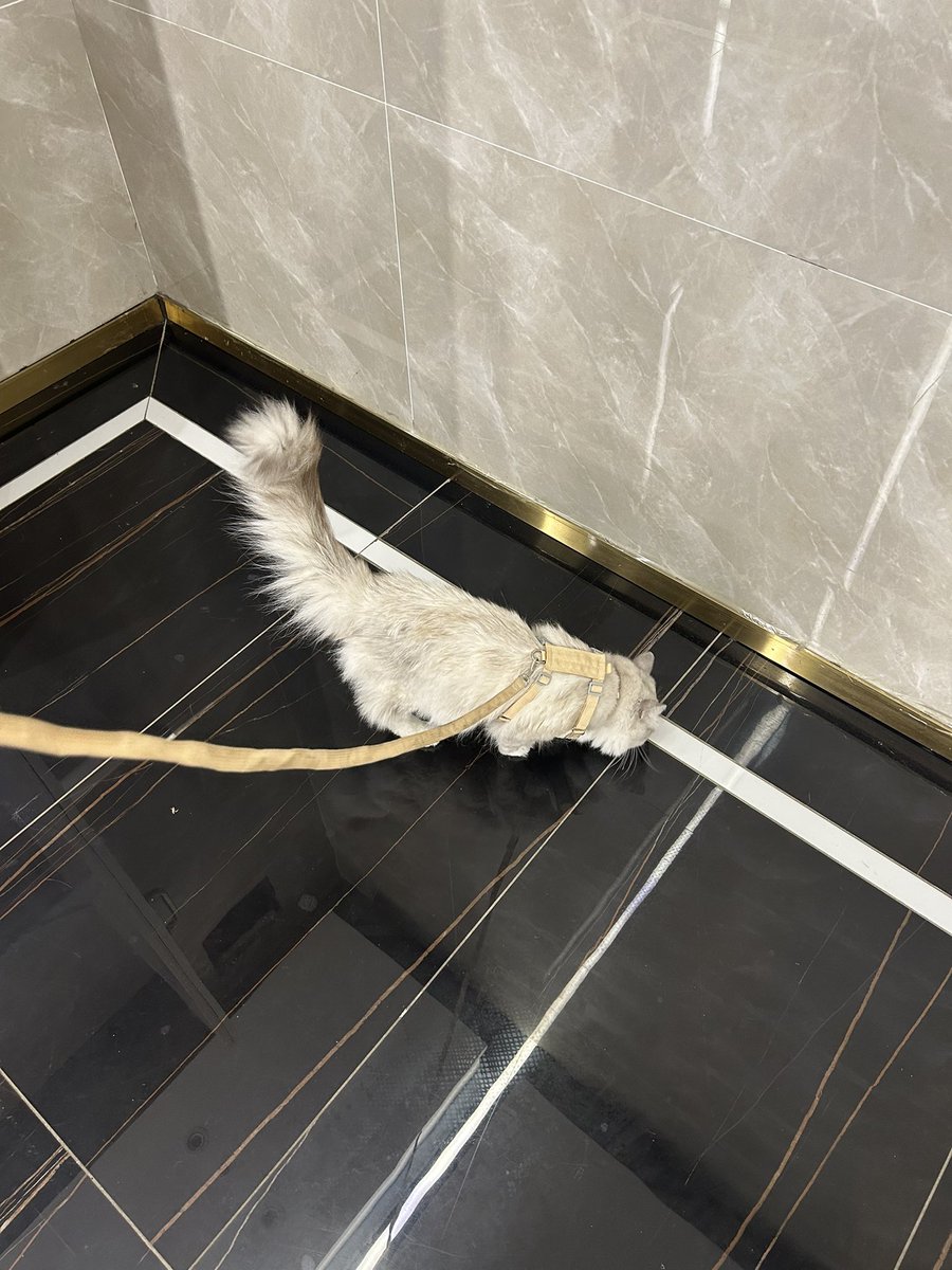 可爱吗