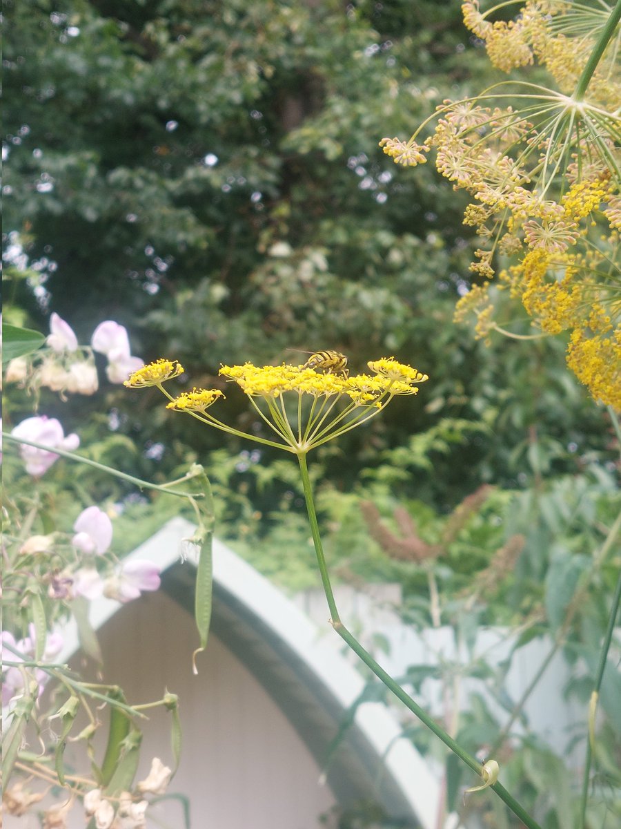 The fennel has grown wild and sprawling but the bees adore it 💛