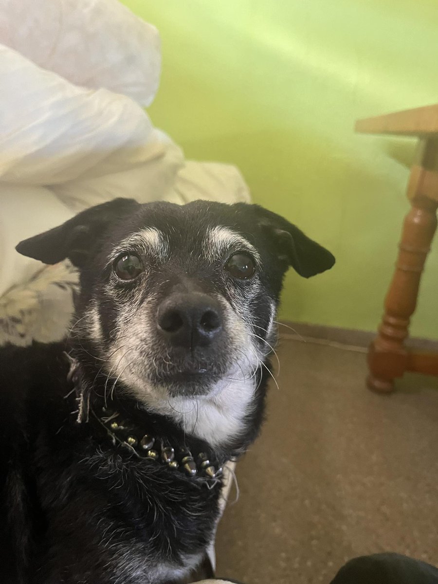 SosAbuelos1's tweet image. 🆘 #𝐏𝐄𝐑𝐃𝐈𝐃𝐎𝐎𝐎𝐎𝐎𝐎𝐎!!!

En 𝐂𝐚𝐬𝐭𝐢𝐥𝐛𝐥𝐚𝐧𝐜𝐨 𝐝𝐞 𝐥𝐨𝐬 𝐀𝐫𝐫𝐨𝐲𝐨𝐬, (#SEVILLA), por la zona de ❝𝐥𝐚𝐬 𝐦𝐢𝐧𝐚𝐬❞

Se llama #EDY y es un abuelito.

Si alguien lo ha visto o tiene alguna info, por favor, que llame de inmediato. Su familia lo busca con