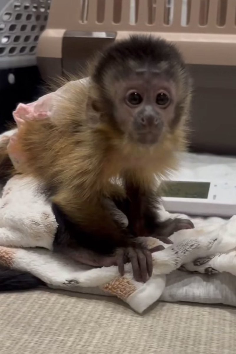 フサオマキザルベビー　
入荷してます🐒💕
とってもおとなしくて
懐っこくて可愛過ぎます❤️❤️
ふれあい、ミルクやり体験もして頂けます🍼🌟ご家族様も募集しております🐵！

#フサオマキザル
#フサオマキザルベビー
#フサオマキザル販売
#フサオマキザルベビー販売
